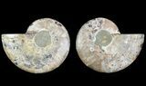 Cut & Polished Ammonite Fossil - Agatized #64970-1